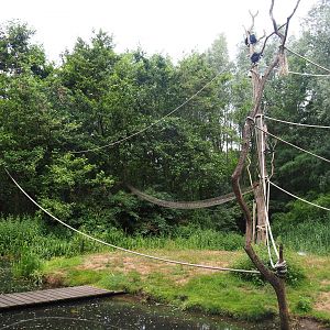 Red-faced spider monkey and Bolivian squirrel monkey island, 2019-08-11