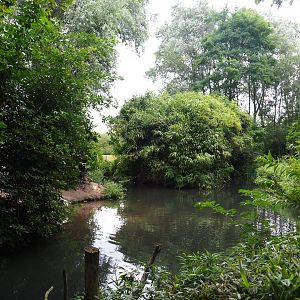 Dalmatian pelican exhibit, 2019-08-11