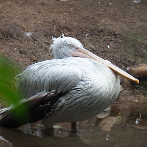 Dalmatian pelican (Pelecanus crispus), 2019-08-11