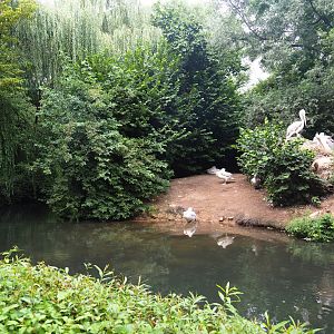 Dalmatian pelican exhibit, 2019-08-11