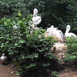 Dalmatian pelican nesting platform, 2019-08-11