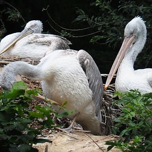 Dalmatian pelicans (Pelecanus crispus), 2019-08-11