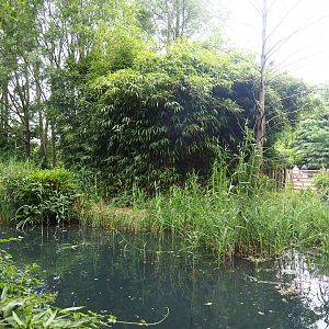 Former lemur island - Future common marmoset and white-faced saki island, 2019-08-11