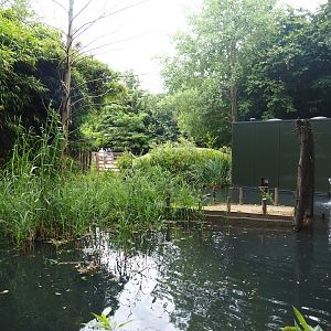 Former lemur island - Future common marmoset and white-faced saki island, 2019-08-11