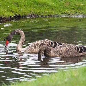 Black swans (Cygnus atratus), 2019-08-11