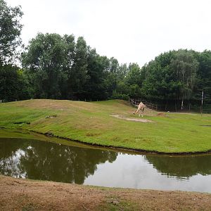 Australian Outback exhibit - Dromedary camel paddock, 2019-08-11