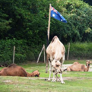 Dromedary camels (Camelus dromedarius) and Australian flag, 2019-08-11