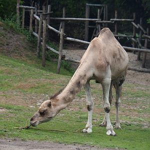 Dromedary camel (Camelus dromedarius), 2019-08-11