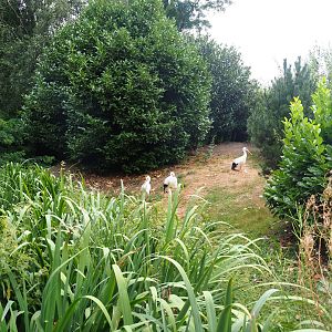 European white stork island walk-through exhibit, 2019-08-11