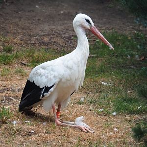 European white stork (Ciconia ciconia), 2019-08-11