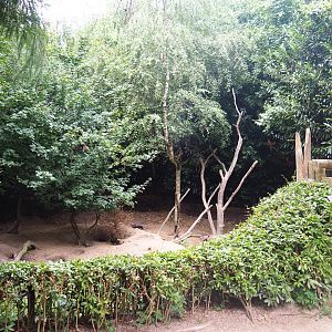 Arctic fox exhibit, 2019-08-11