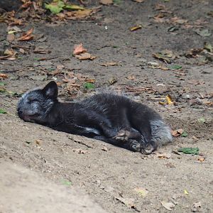 Arctic fox (Vulpes lagopus), 2019-08-11