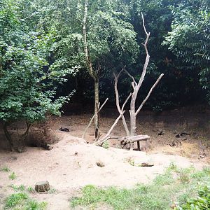 Arctic fox exhibit, 2019-08-11