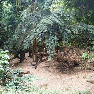 Raccoon and raccoon dog exhibit, 2019-08-11