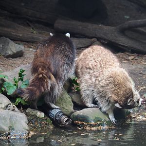Raccoons (Procyon lotor), 2019-08-11