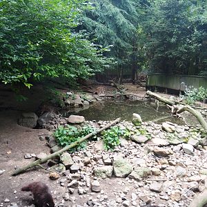 Raccoon and raccoon dog exhibit, 2019-08-11