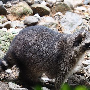 Raccoon (Procyon lotor), 2019-08-11