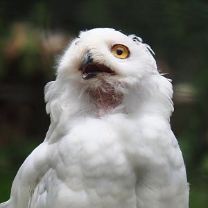 Snowy owl (Bubo scandiacus), 2019-08-11