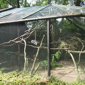 Common marmoset exhibit, 2019-08-11