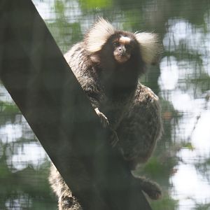 Common marmoset (Callithrix jacchus), 2019-08-11