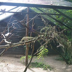 Common marmoset exhibit, 2019-08-11