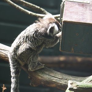 Common marmoset (Callithrix jacchus) using enrichment feeder box, 2019-08-11