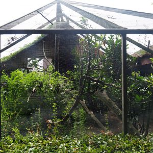 Red-bellied lemur exhibit, 2019-08-11