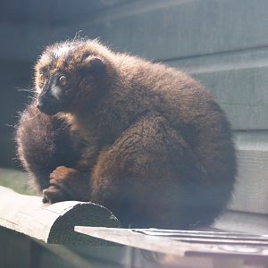 Red-bellied lemur (Eulemur rubriventer), 2019-08-11