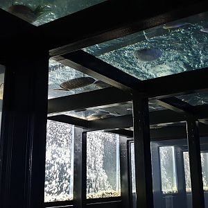 Roof with living fish at the Mens toilet