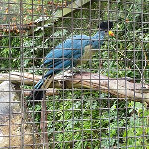 Great blue touraco