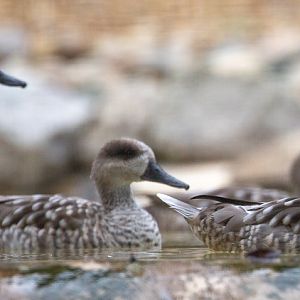 Marbled teal : Whipsnade : 22 Sep 2019