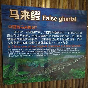 False Gharial Signage