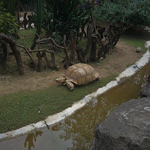 African Spurred Tortoise Exhibit