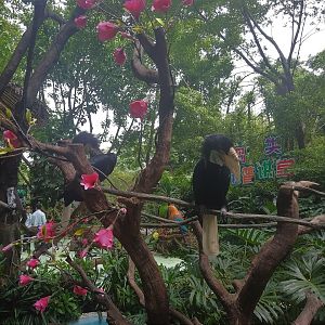 Hornbills on a Stick