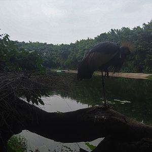 Grey-crowned Crane on a Stick