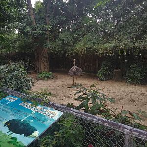 Ostrich Exhibit
