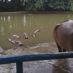 Common Hippo Exhibit
