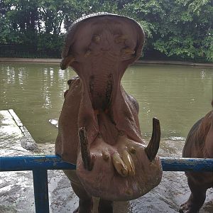Common Hippo Feeding