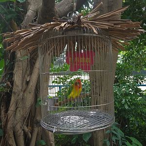 Fischer's Lovebird Birdcage