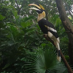 Great Hornbill on a Stick