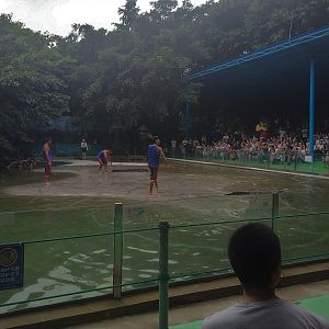 Crocodile Show