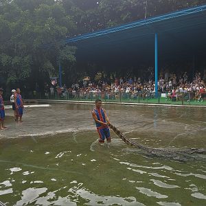 Crocodile Show