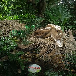 Painted Storks on a Stick