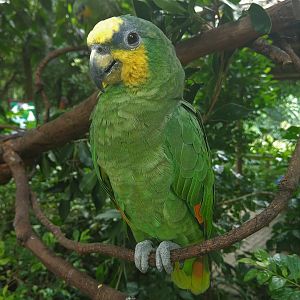Orange-winged Amazon on a Stick