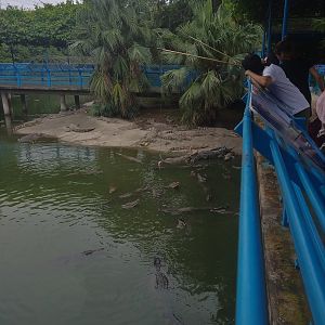 Siamese Crocodile Feeding