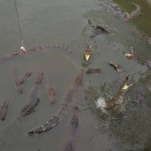 Siamese Crocodile Feeding