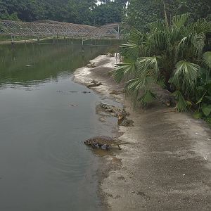 Siamese Crocodile Exhibit