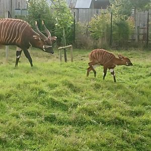 Bongo Mother and Calf 23/9/19