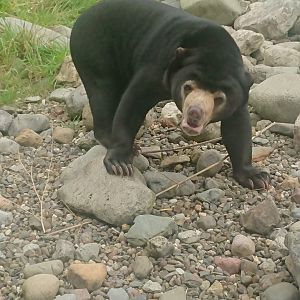 Sun Bear 23/9/19