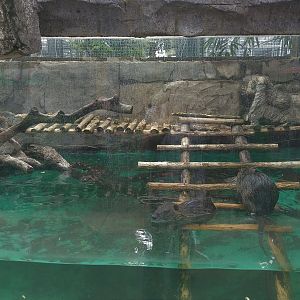 Coypu Exhibit
